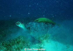 Turtle with ramoras at Marsa Shouny, southern Egyptian Re... by Ros Parmenter 